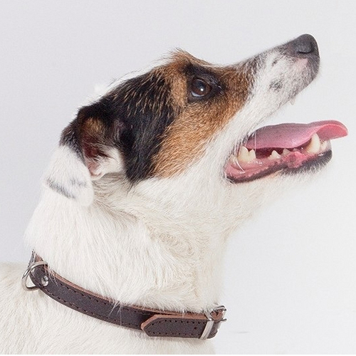 Zgarda piele caine dingo-maro-2 cm-55 cm