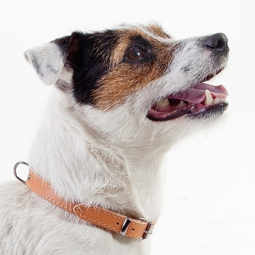 Zgarda piele caine dingo-natur-2,2 cm-60 cm