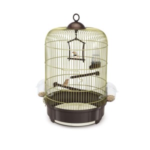 Colivie Milly Maro Auriu, 33 x 48 cm