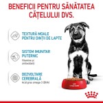 Royal Canin Maxi Puppy hrana umeda caine junior (in sos), 10 x 140 g - beneficii