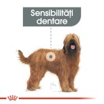 Royal Canin Maxi Dental Care - talie