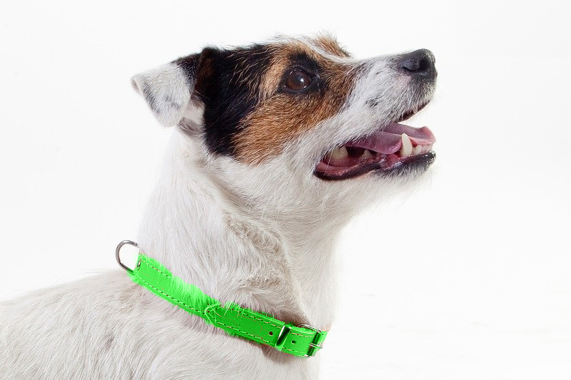 Zgarda piele caine dingo-verde-2,2 cm-55 cm