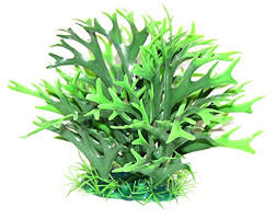 Decor Planta Feriga 20×16 cm Croci imagine 2022