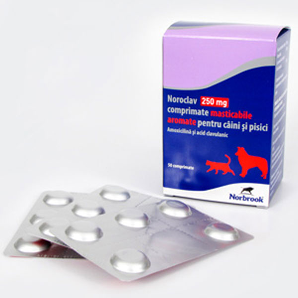 Noroclav 250 mg x 5 TABLETE MASTICABILE imagine