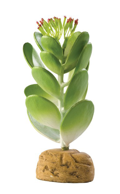 Exo Terra Planta Jade Cactus Pt2984 imagine