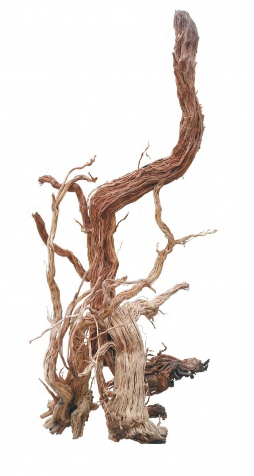 Radacina Azaleea Wood 100-250 cm / pret Kg petmart.ro