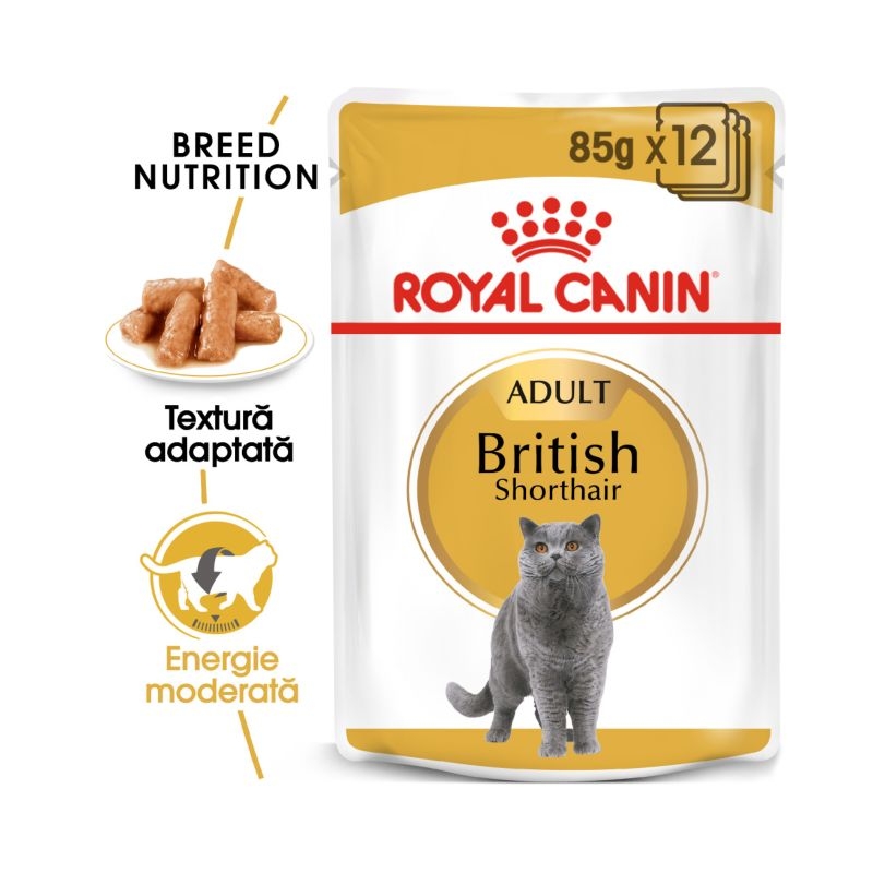 Royal canin british shorthair, 1 plic x 85 g