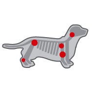 Royal Canin Dachshund Adult - Sustine articulatiile  Sustine articulatiile cainelui adult din rasa Teckel care are picioare scurte si ale carui vertebre sunt supuse unui stres mecanic important. Mentinte hidratarea optima a cartilajelor datorita actiunii combinate de glucozamina, condroitina si continutul crescut de acizi grasi EPA & DHA.