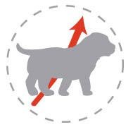 Royal Canin Labrador Retriever Junior - Crestere sanatoasa  Contribuie la dezvoltarea corecta a sistemului osos al puilor din rasa Labrador, gratie unui aport de energie, proteine, calciu si fosfor. Sustine articulatiile de la o varsta foarte frageda datorita actiunii condroitinei, glucozaminei si EPA & DHA.