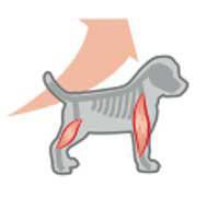 Royal Canin Rottweiler Junior - Dezvolta masa musculara  Cresterea este indelungata si intensa si dureaza aproximativ 18 luni. ROTTWEILER 31 ofera un nivel controlat de energie si calciu pentru o crestere optima si pentru dezvoltarea sistemului osos. Muschii sunt mentinuti puternici si sanatosi datorita aportului de proteine L.I.P. de calitate excelenta si a combinatiei cu L-carnitina.